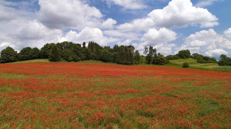  Feld mit Mohnblumen (Papaver rhoeas) bei Aindling, Bayern, Deutschland, Europa *** Field with Poppies Papaver rhoeas at Ainding, Bavaria, Germany, Europe Copyright: imageBROKER/alimdix/xReinholdxRatzer iblohh09050125.jpg