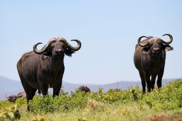Kaffernbüffel, auch Schwarzbüffel, Afrikanischer Büffel (Syncerus caffer) oder Steppenbüffel, 2 Bullen, Ngorongoro Conservation Area, Tansania, Afrika *** cape buffalo, also black buffalo, African Buffalo Syncerus caffer Or steppe buffalo, 2 Cops, Ngorongoro Conservation areas Tanzania, Africa Copyright: imageBROKER ErichxSchmidt ibxeri09047704.jpg
