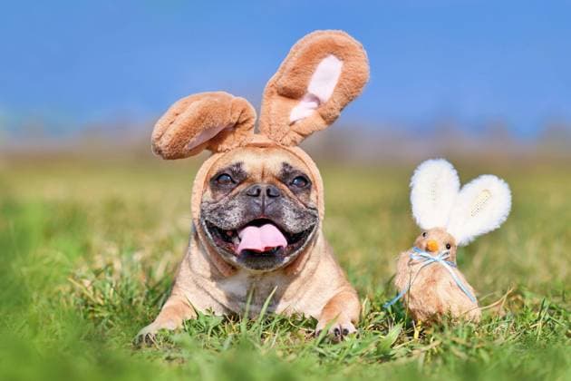 Frohe Ostern Französische Bulldogge Hund mit Kaninchen Kostüm Ohren neben Dekoration Huhn *** happy Easter French Bulldog Dog with Rabbit Costume Ears next to Decoration Chicken Copyright: imageBROKER Firn ibxmob09067342.jpg