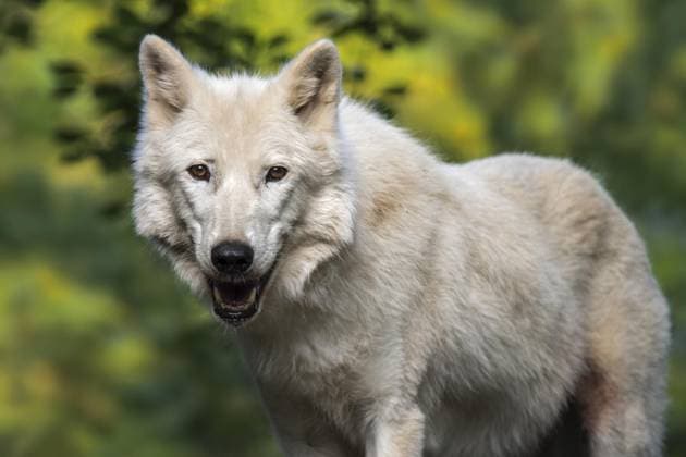 Hudson Bay Wolf, Arctic Wolf Canis Lupus hudsonicus , in Canada native White Wolf Copyright: imageBROKER/alimdix/xArterra ibltsm09085686.jpg