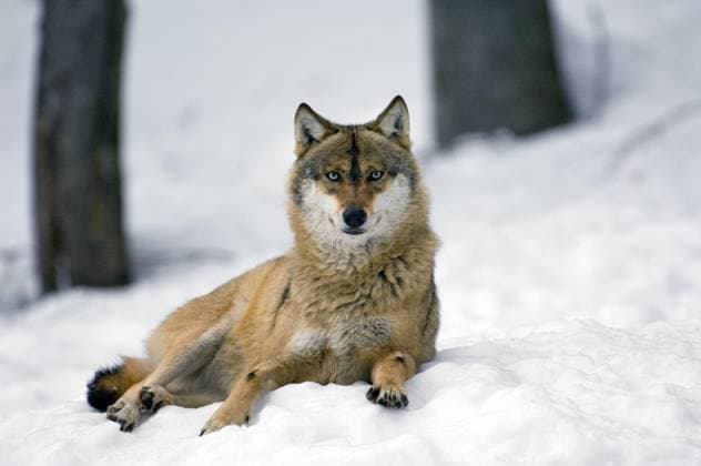 European Grey Wolf Canis Lupus at Resting at Snow at Winter, Bavarian Forest, Germany, Europe Copyright: imageBROKER/alimdix/xArterra ibltsm09086106.jpg