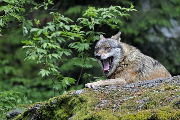European Grey Wolf Canis Lupus at Rocks yawning, Bavarian Forest, Germany, Europe Copyright: imageBROKER/alimdix/xArterra ibltsm09086149.jpg