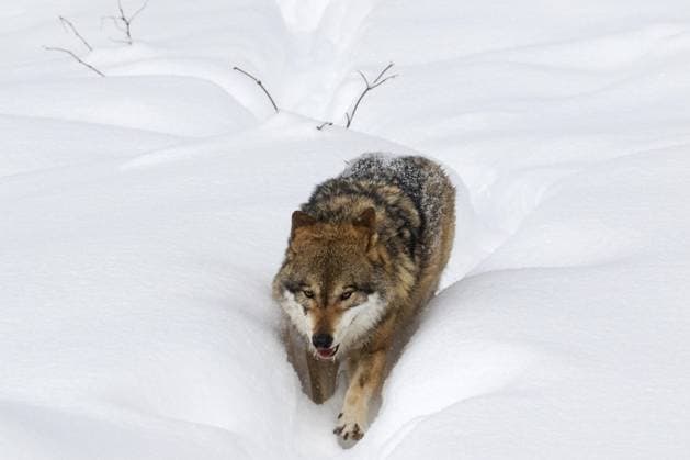 Creative Highlights World Wolf (Canis lupus), Grauwolf bei der Futtersuche im Tiefschnee im Winter *** Wolf Canis Lupus , Grey Wolf at the Foraging at Deep snow at Winter Copyright: imageBROKER/alimdix/xArterra ibltsm09086525.jpg