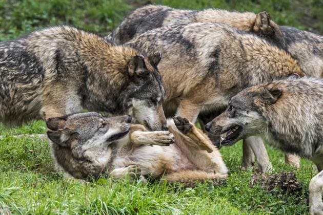 servile grey Wolf Canis Lupus , the itself in the middle of one grey wolf pack at the Back rolls Copyright: imageBROKER/alimdix/xArterra ibltsm09086540.jpg