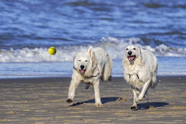 Two Berger Blanc Suisse Dogs, Whites Swiss sheepdogs, Whites Form of Germans german shepherd, the with a Tennis ball on Beach catch Play Copyright: imageBROKER/alimdix/xArterra ibltsm09086568.jpg