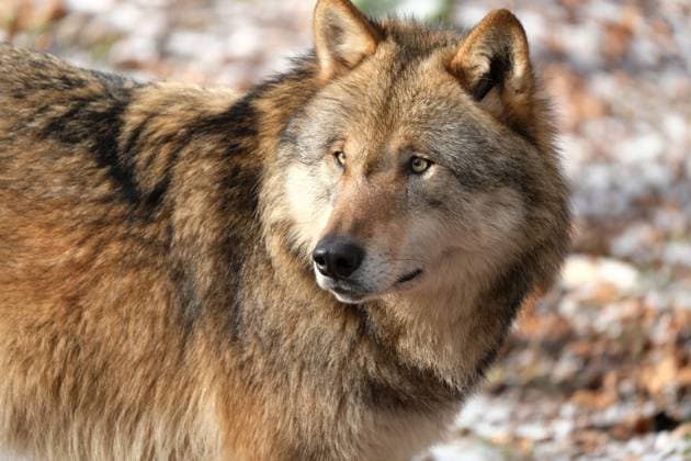 European gray wolf in action wolf