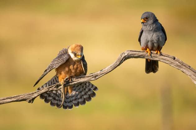 Creative Highlights World Rotfussfalke, Rotfuss-Falke (Falco vespertinus), Paar sitzt mit einer Eidechse als Beute zusammen auf einem Ast, Ungarn western red-footed falcon (Falco vespertinus), pair perching together on a branch with a lizard as prey, Hungary BLWS682386 *** red-footed hawk, Rotfuß Falke Falco vespertinus , pair sits with a Lizard as Loot together at a Branch, Hungary Western Red Footed Falcon Falco vespertinus , Pair perching Together ON a Branch With a Lizard As prey Hungary BLWS682386 Copyright: xblickwinkel McPHOTO H.xBrehmx