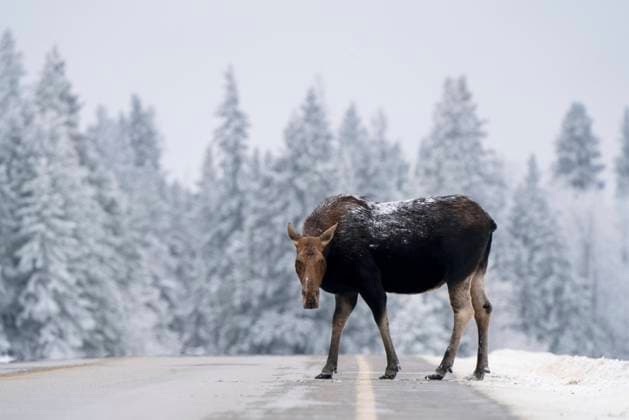 Winter Moose Manitoba Moose in the Snow in Riding Mountain Provincial Park Canada Copyright: xZoonar.com MarkxDuffyx 18123131