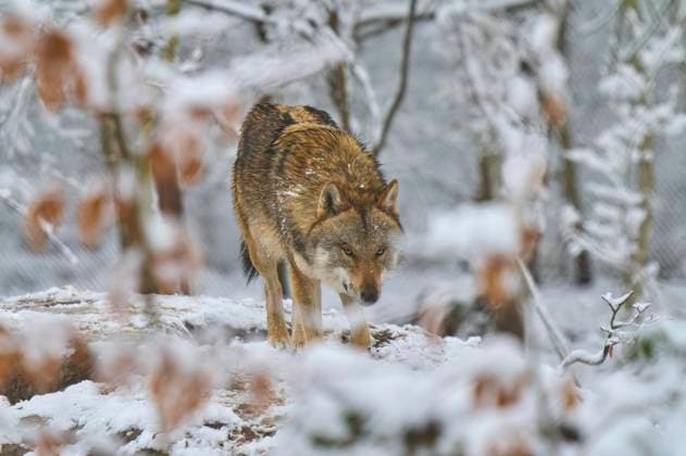 Wolf Canis Lupus , adults runs, watchful, Forest, Winter, captive, Germany, Europe Copyright: imageBROKER/RaimundxLinke ibxrde09078590.jpg
