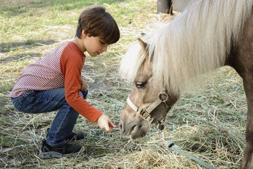 IMAGO Creative, Kinder auf dem Reiterhof RECORD DATE NOT STATED A Caucasian boy feeding brown horse *** einer kaukasisch Junge Fütterung braune Pferd 10022935 ,model released, Symbolfoto