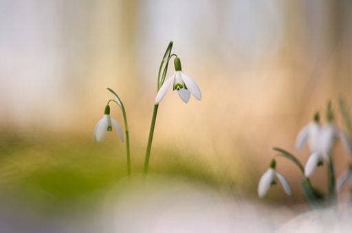 RECORD DATE NOT STATED The White snowdrops (Galanthus nivalis) perfect for wallpapers and backgrounds *** der weiß Schneeglöckchen Galanthus nivalis perfekt für Hintergrundbilder und Hintergründen 10149145