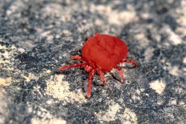 Creative Highlights World Samtmilbe, Sammetmilbe, Rote Samtmilbe, Rote Samt-Milbe (Trombidium holosericeum), Vorderansicht, Deutschland velvet mite (Trombidium holosericeum), front view, Germany BLWS682656 *** velvet mite, velvet mite, red velvet mite, red Velvet Mite Trombidium holosericeum , front view, Germany Velvet Mite Trombidium holosericeum , Front view, Germany BLWS682656 Copyright: xblickwinkel H.xBellmann F.xHeckerx