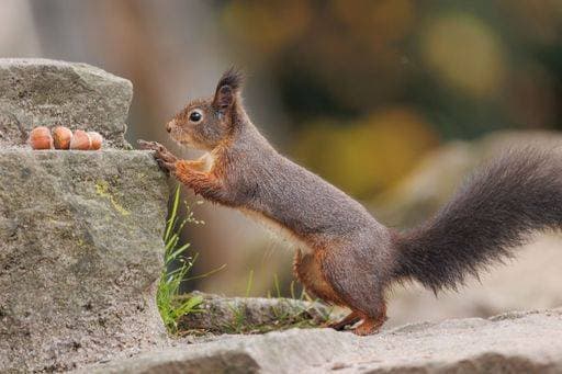 RECORD DATE NOT STATED A closeup of a common Red squirrel approaching hazelnuts *** einer closeupe des einer Gemeine Roter Eichhörnchen nahenden Haselnüsse 10265994