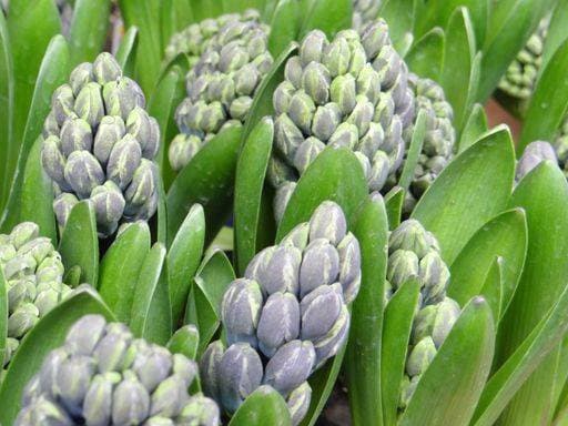 RECORD DATE NOT STATED A closeup shot of purple Hyacinth buds and green leaves in a garden in spring *** einer closeupe erschossen des lila Hyazinthe Knospen und Grün verlässt ÊIn einer Garten ÊIn Fruehling 10270472
