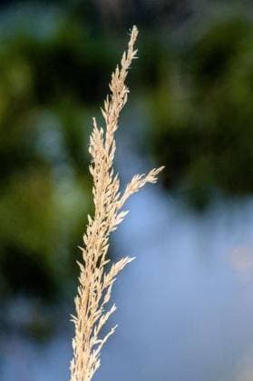 RECORD DATE NOT STATED A vertical shot of a Calamagrostis Arundinacea bunch grass with blurred background *** einer hoch erschossen des einer Calamagrostis Arundinacea Haufen Gras mit unscharf Hintergrund 10331727