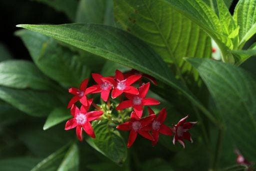 RECORD DATE NOT STATED A closeup shot of red Egyptian star flowers and their wide green leaves in a summer garden *** einer closeupe erschossen des Roter ägyptisch Stern Blumen und ihrem weiten Grün verlässt ÊIn einer Sommer Garten 10352193