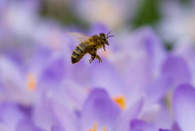 Krokusse als Bienenweide Der Herbst ist die Zeit, um Blumenzwiebeln zu stecken. Vor allem Frühblüher dienen im zeitigen Frühjahr den Bienen und anderen Insekten als erste wichtige Nahrungsquelle. Gerade völkerbildende Arten wie Honigbienen und Hummeln sind auf Frühblüher wie Krokusse angewiesen. Nektar und Pollen sorgen für den Aufbau und die Stabilisierung der Völker in einer schweren Zeit. *** Crocuses as bee pasture Autumn is the time to plant bulbs Early bloomers in particular serve as the first important food source for bees and other insects in early spring Especially colony-building species such as honeybees and bumblebees depend on early bloomers such as crocuses Nectar and pollen provide colony building and stabilizati 
