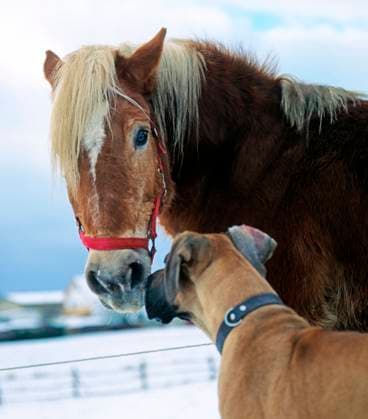 Tierfreundschaft auf dem Bauernhof, Deutsche Dogge begruesst ihren vierbeinigen Freund, einen Haflinger im Winterfell beim Freilauf auf winterlicher Koppel Tierfreunde *** Animal friendship on the farm, Great Dane greets her four-legged friend, a Haflinger in winter coat at the free run on winter paddock animal friends