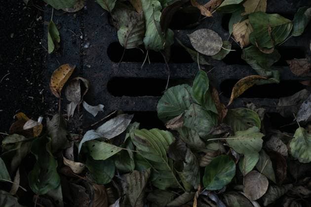 Heap of fallen autumn leaves lying on drainage grate on city street RobertKohlhuber_AutumnLeaves_78 Copyright: xRobertxKohlhuberx Model Released