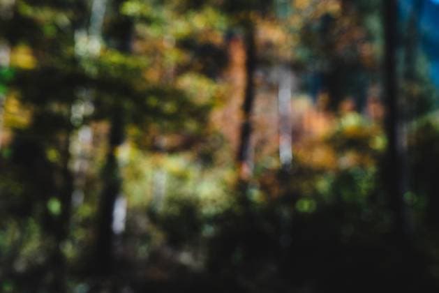 IMAGO Creative: Herbst, Lichtimpressionen Defocsued tree trunks with yellow and orange leaves growing in quiet forest in daytime in fall RobertKohlhuber_Autumn_6 Copyright: xRobertxKohlhuberx Model Released