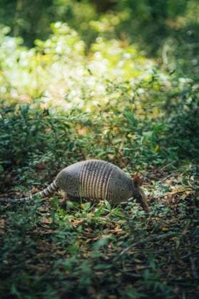 RECORD DATE NOT STATED A vertical shot of an Armadillo in lush green forest *** einer hoch erschossen des An&Verkauf Gürteltier ÊIn ueppige Grün Wald 11965799