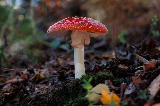 RECORD DATE NOT STATED A Red Mushroom on the forest floor *** einer Roter Champignon am der Wald Boden 12394689