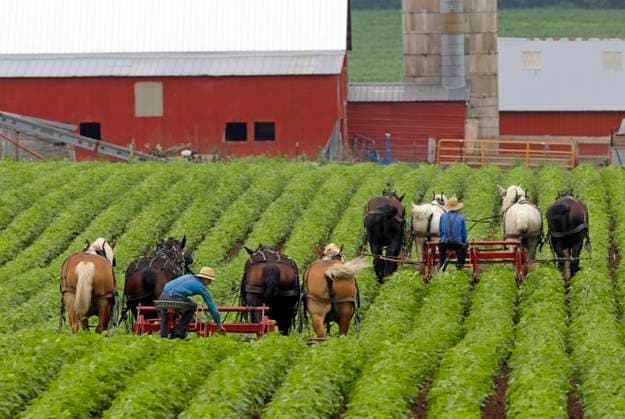 Amish men working crops in Wisconsin. Bridge Creek, Wisconsin, United States CR_JEPH230306-1138757-01 EDITORIAL USE ONLY