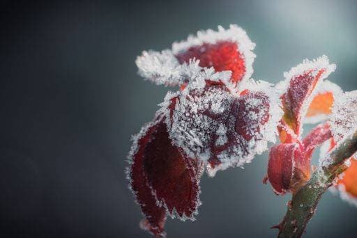 RECORD DATE NOT STATED A close-up of frozen orange leaves in sunlight *** einer schließen Aufwärts des gefroren Orangefarbene verlässt ÊIn Sonnenlicht 13174489