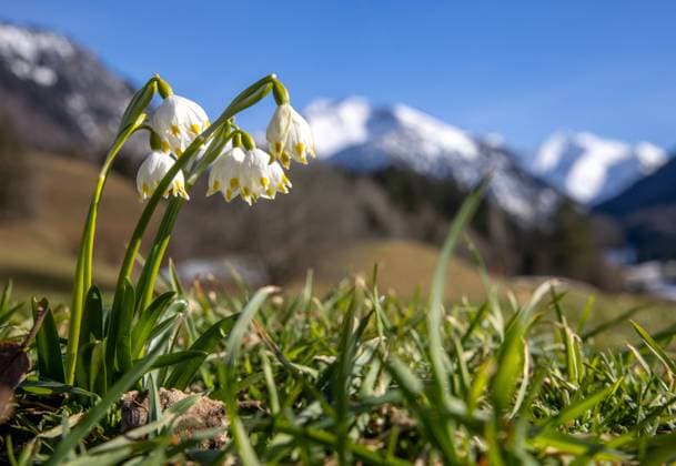 Frühling im Allgäu Die Sonne scheint bei blauem Himmel über blühenden Märzenbechern bei Oberstdorf mit den Allgäuer Alpen im Hintergrund., Oberstdorf Deutschland *** Spring in Allgäu The sun is shining with blue sky over blooming marshmallows near Oberstdorf with the Allgäu Alps in the background , Oberstdorf Germany