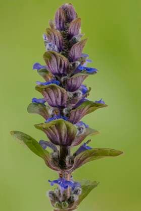 Kriech-Guensel, Kriechguensel, Kriechender Guensel (Ajuga reptans), Bluetenstand, Deutschland, Bayern Common bugle, Creeping bugleweed (Ajuga reptans), inflorescence, Germany, Bavaria BLWS681565 *** Creep Guensel, creepy crawly, Kriechender Guensel Ajuga reptans , Inflorescence, Germany, Bavaria Common iron, creeping bugleweed Ajuga reptans , inflorescence, Germany, Bavaria BLWS681565 Copyright: xblickwinkel S.xDerderx