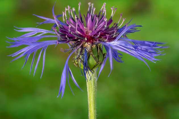 Berg-Flockenblume, Bergflockenblume (Centaurea montana), bluehend, Oesterreich, Tirol Montane star-thistle, Perennial cornflower, Mountain knapweed, Mountain cornflower, Bachelor s button, Mountain Bluet (Centaurea montana), blooming, Austria, Tyrol BLWS681670 *** mountain knapweed, Mountain Cereal Flower Centaurea Montana , blooming, Austria, Tyrol Montane Star thistle, perennial cornflower, Mountain knapweed, Mountain cornflower, Bachelor S button, Mountain bluet Centaurea Montana , blooming, Austria, Tyrol BLWS681670 Copyright: xblickwinkel S.xDerderx