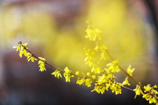 Forsythien bluehen zum Fruehlingsanfang DEU Deutschland Brandenburg Cottbus, 17.03.2023, Forsythien bluehen zum Fruehlingsanfang in Cottbus. Am 20. Maerz ist kalendarischer Fruehlingsanfang. *** Forsythia blossom at the beginning of spring DEU Germany Brandenburg Cottbus, 17 03 2023, Forsythia blossom at the beginning of spring in Cottbus On 20 March is calendar beginning of spring AF_Cottbus_35594.jpeg