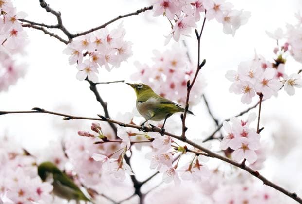 News Themen der Woche KW12 News Bilder des Tages Japan, Kirschblüte im Ueno Park in Tokio March 21, 2023, Tokyo, Japan - A bird perches on a branch of a cherry tree at the Ueno park in Tokyo on Tuesday, March 21, 2023. Cherry blossom viewing is Japan s most popular traditions to celebrate arrival of spring. (photo by Yoshio Tsunoda AFLO)  , aflo_213916064.jpg,