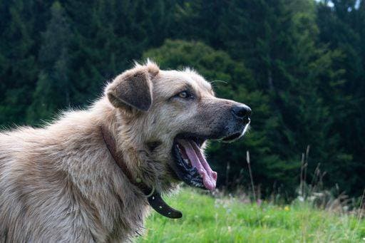 RECORD DATE NOT STATED A Great Pyrenees German Shepherd Mix with wide opened mouth standing in a lush green grassy field *** einer Große Pyrenäen Deutsche Hirte Mischung mit weiten eröffnet Mund stehend ÊIn einer ueppige Grün grasig Feld 14872200