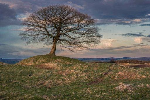 RECORD DATE NOT STATED A single tree stands atop a grassy hill, with a cloudy sky providing a dramatic backdrop *** einer einzelnes Baum Stände atop einer grasig hill, mit einer wolkig Himmel versehend einer Dramatische Kulisse 14881786