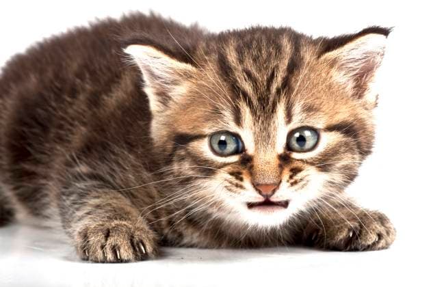 Little cat in the white bakcground Copyright: xfesusxrobertx xDesignxPicsx , 30476395 Copyright: fesusxrobertx xDesignxPics 30476395