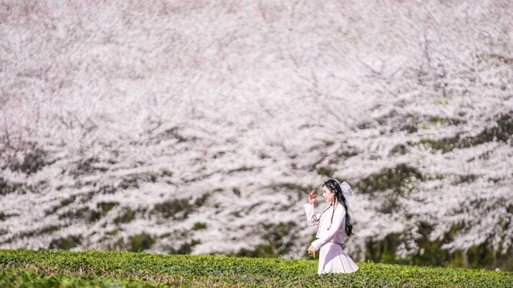 News Themen der Woche KW12 News Bilder des Tages (230322) -- GUIYANG, March 22, 2023 -- A woman visits a cherry garden in Guian New Area, southwest China s Guizhou Province, March 21, 2023. A cherry garden of the Guian New Area, covering an area of 24,000 mu (about 1,600 hectares), has attracted a large flow of tourists during the blooming season of cherry blossoms. ) CHINA-GUIZHOU-GUIYANG-CHERRY BLOSSOM (CN) TaoxLiang 