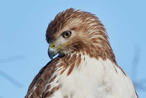 RECORD DATE NOT STATED A close-up shot of a Red-tailed hawk on a blurred background *** einer schließen Aufwärts erschossen des einer Roter Geschwaenzter Habichts am einer unscharf Hintergrund 14988231