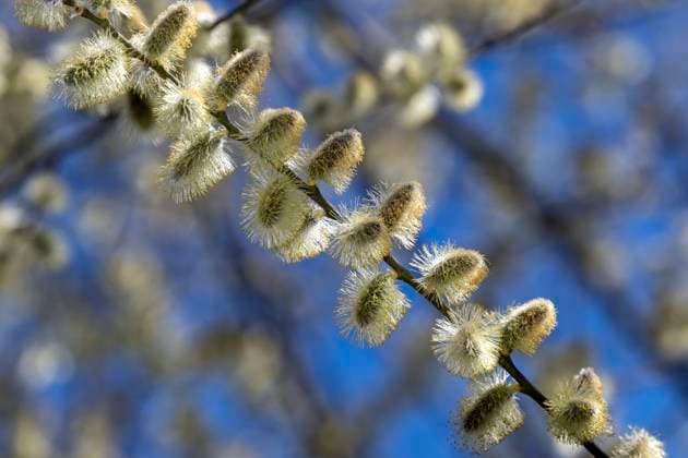 22.03.2023, Bad Wörishofen im Allgäu, Im Kurpark blühen die Frühlingsboten, Eine männliche Salweide (Salix) steht in voller Blüte. 22.03.2023, Bad Wörishofen 22.03.2023, Bad Wörishofen *** 22 03 2023, Bad Wörishofen in Allgäu, Spring messengers are blooming in the spa gardens, A male Salix willow is in full bloom 22 03 2023, Bad Wörishofen 22 03 2023, Bad Wörishofen