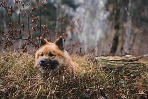 Funny dog in autumn forest RobertKohlhuber_EloDogInMountainLandscape_35 Copyright: xRobertxKohlhuberx Model Released