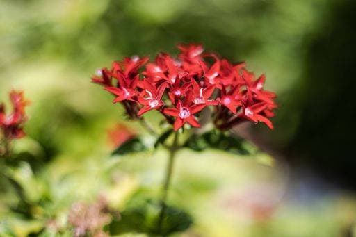 RECORD DATE NOT STATED A selective focus of a red Pentas lanceolata or Egyptian star cluster, in a garden on a sunny day *** einer selektive Fokus des einer Roter Pentas lanceolata Oder ägyptisch Stern cluster, ÊIn einer Garten am einer sonnig Tag 15046478