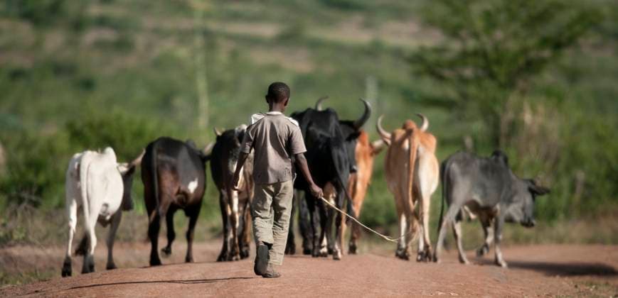 Rear view of boy with herd of cattle, Serengeti National Park, Serengeti, Tanzania, Africa Copyright: xEricxIsselÃ ex xDesignxPicsx , 30496893 Copyright: EricxIsselÃ ex xDesignxPics 30496893