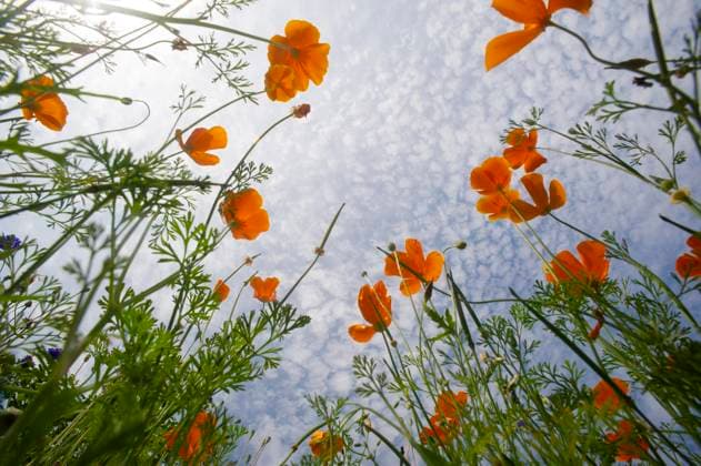 Gelber Mohn (Papaver nudicaule), Nordrhein-Westfalen, Deutschland, Europa *** Gelber Mohn Papaver nudicaule , North Rhine Westphalia, Germany, Europe Copyright: imageBROKER DieterxMahlke ibxdim09124316.jpg