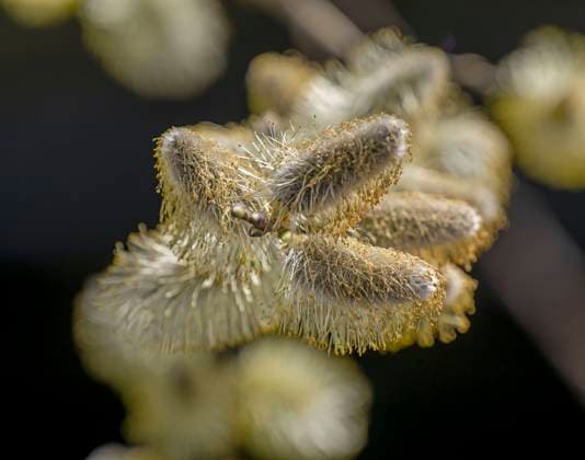 22.03.2023, Bad Wörishofen im Allgäu, Im Kurpark blühen die Frühlingsboten, Eine männliche Salweide (Salix) steht in voller Blüte. 22.03.2023, Bad Wörishofen 22.03.2023, Bad Wörishofen *** 22 03 2023, Bad Wörishofen in Allgäu, Spring messengers are blooming in the spa gardens, A male Salix willow is in full bloom 22 03 2023, Bad Wörishofen 22 03 2023, Bad Wörishofen