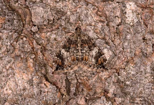 Möndchenflecken-Bindenspanner (Dysstroma truncata), Ovronnaz, Wallis, Schweiz *** Common marbled carpet (Dysstroma truncata), Ovronnaz, Valais, Switzerland *** Common marbled carpet Dysstroma truncata , Ovronnaz, Valais, Switzerland Common marbled carpet Dysstroma truncata , Ovronnaz, Valais, Switzerland