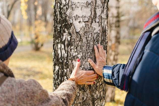 Senior man and woman touching tree trunk model released, Symbolfoto, SEAF01765