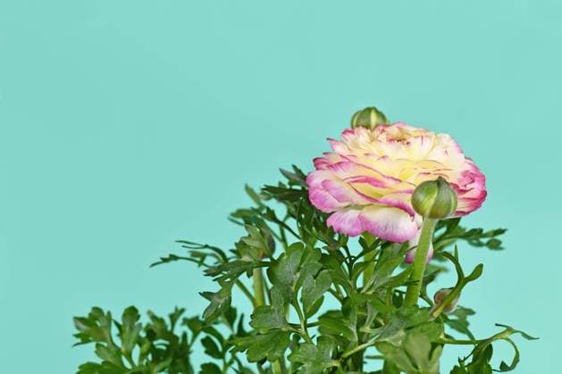  Rosa und cremefarbene (Ranunculus Asiaticus) Blume auf mintgrünem Hintergrund *** Pink and cream-coloured Ranunculus asiaticus Flower at mintgrünem Background Copyright: imageBROKER/Firn ibxmob09127239.jpg