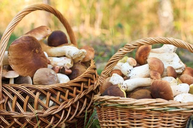 large basket with porcini mushrooms in the forest Copyright: xNatashaxPeredniankinax xDesignxPicsx , 30585237 Copyright: KirillxKedrinskiyx xDesignxPics 30585237