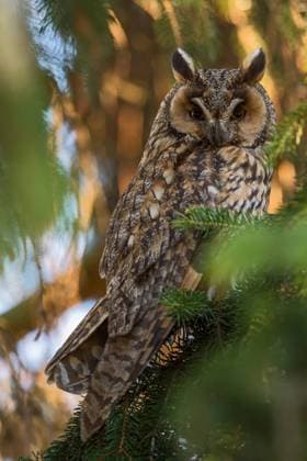 nachtaktiv... Waldohreule ( Asio otus ) in ihrem Tagesversteck in einem Nadelbaum *** nocturnal... Long-eared owl ( Asio otus ) in its daytime hiding place in a coniferous tree. Nordrhein-Westfalen Deutschland, Westeuropa