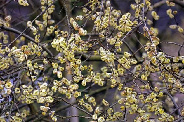 Blütezeit der Weiden Blüte der männlichen Salweide im zeitigen Frühling *** Flowering time of willows Flowering of male salt willow in early spring